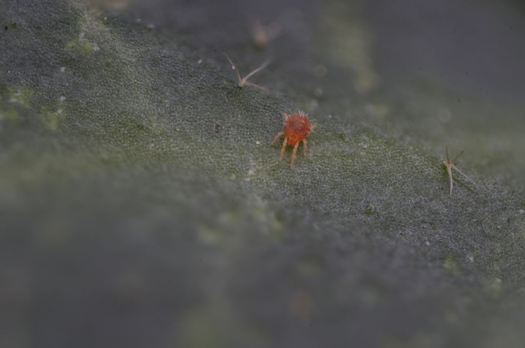 Prove di focus stacking